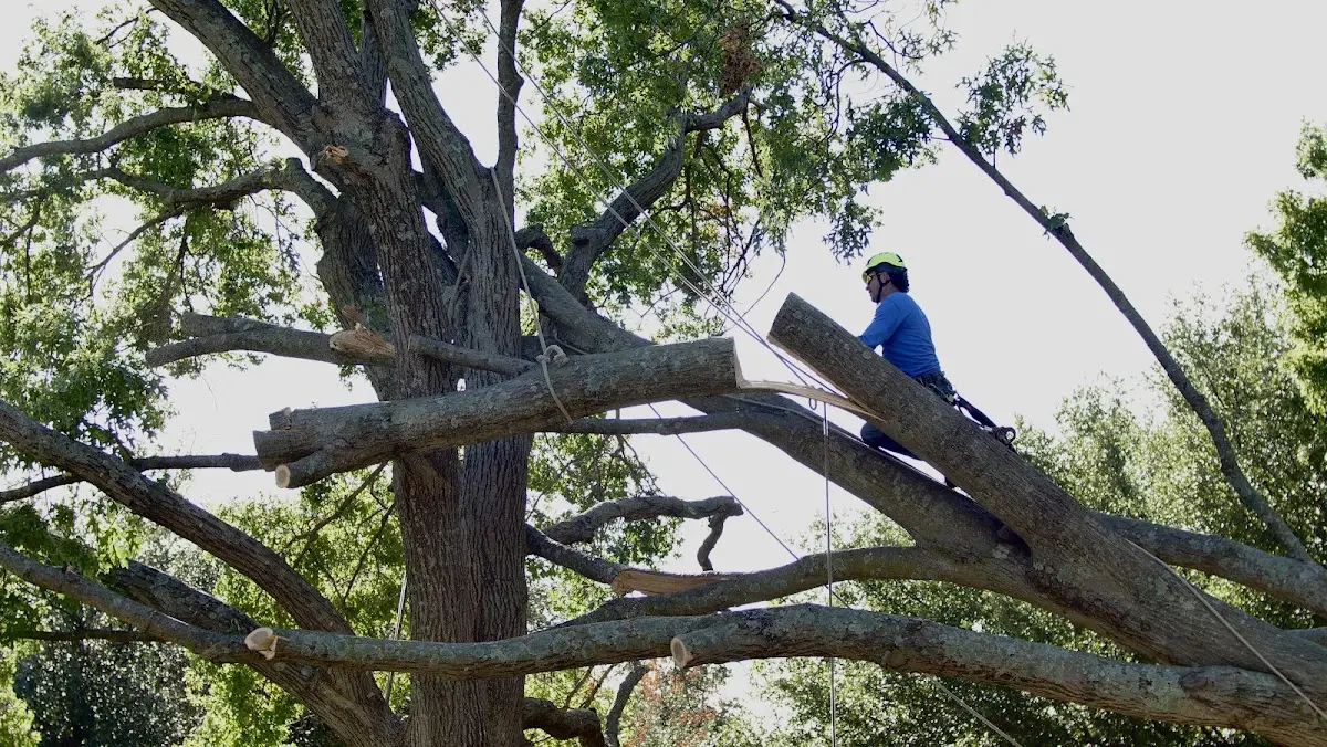 Professional Crown Thinning performed by certified arborists in La Pine